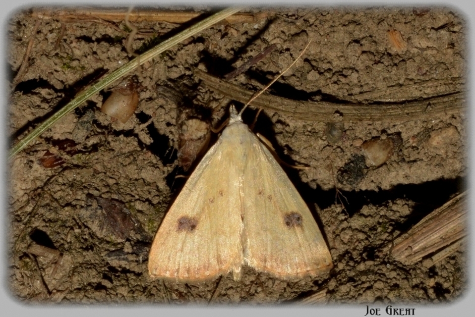 Rivula sericealis - selymes lórombagoly