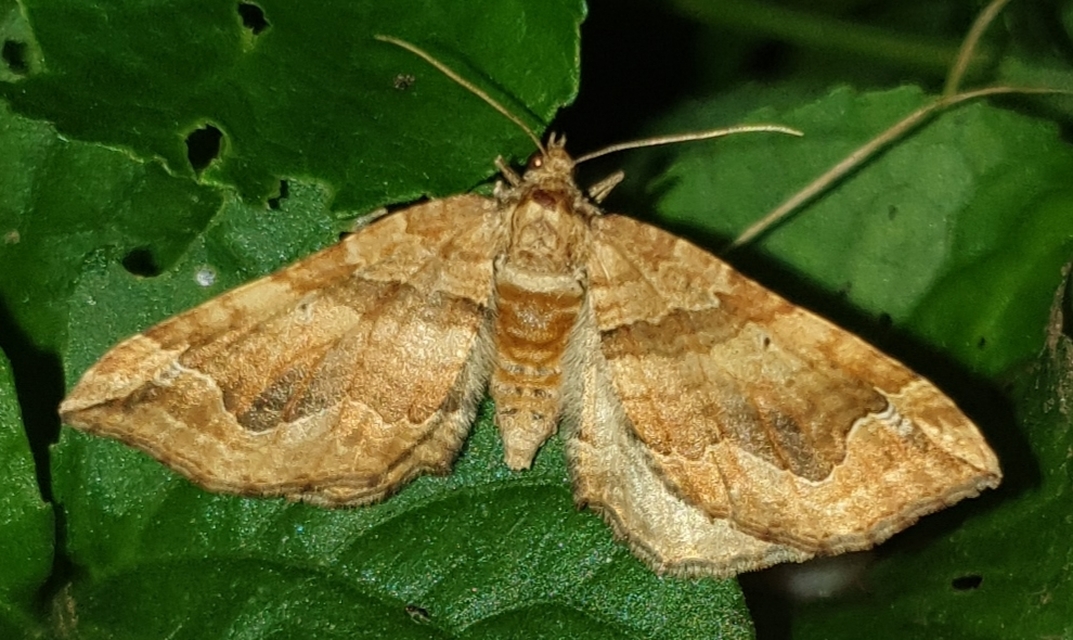 Pelurga comitata - nagy tarkaaraszoló