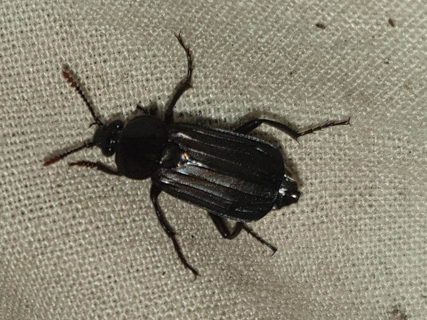 Necrodes littoralis - nagy dögbogár