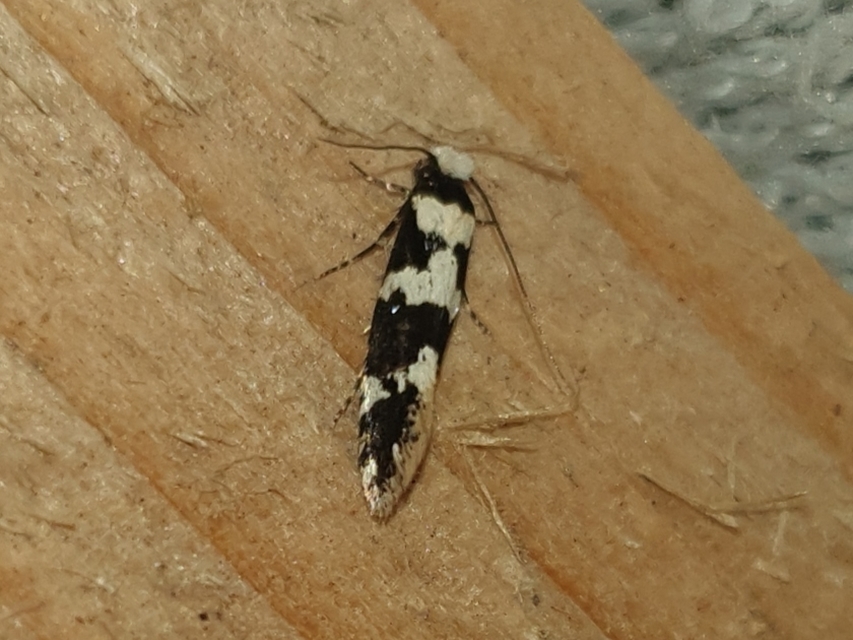 Neurothaumasia ankerella - magyarmoly