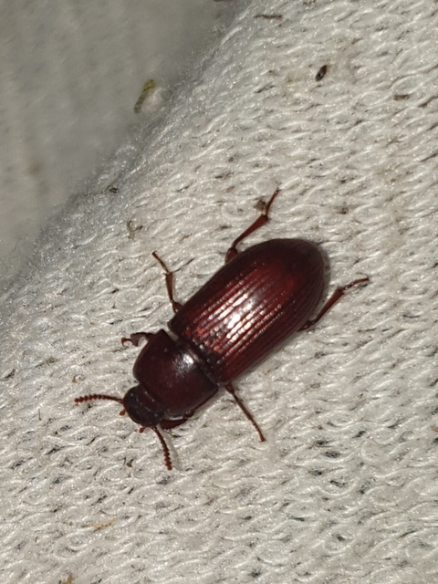 Uloma