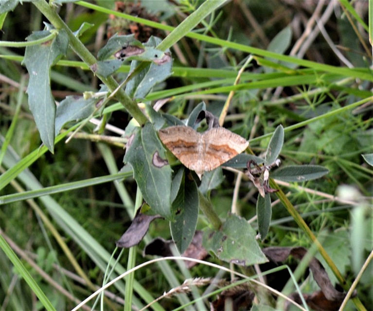Scotopteryx chenopodiata - libatop-araszoló