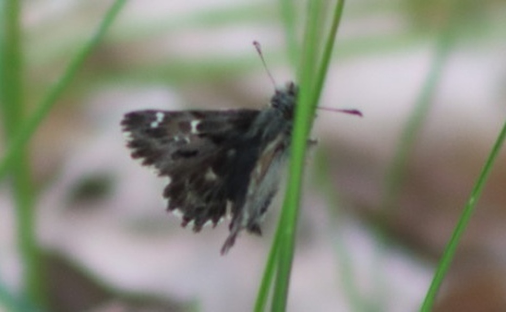 Carcharodus floccifera - pemetefű-busalepke