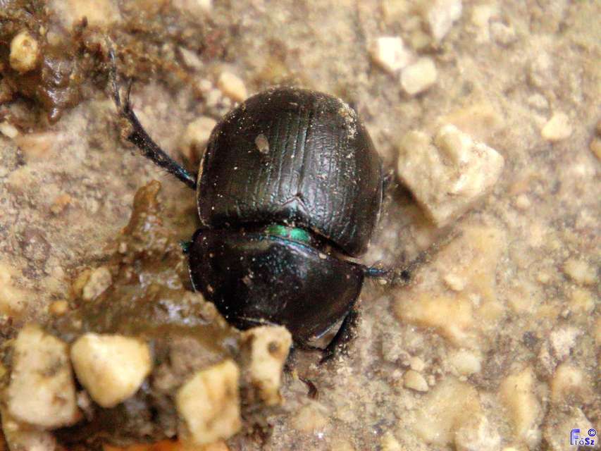 Anoplotrupes stercorosus - erdei álganéjtúró
