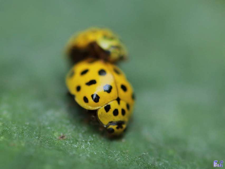 Psyllobora vigintiduopunctata - huszonkétpettyes katica