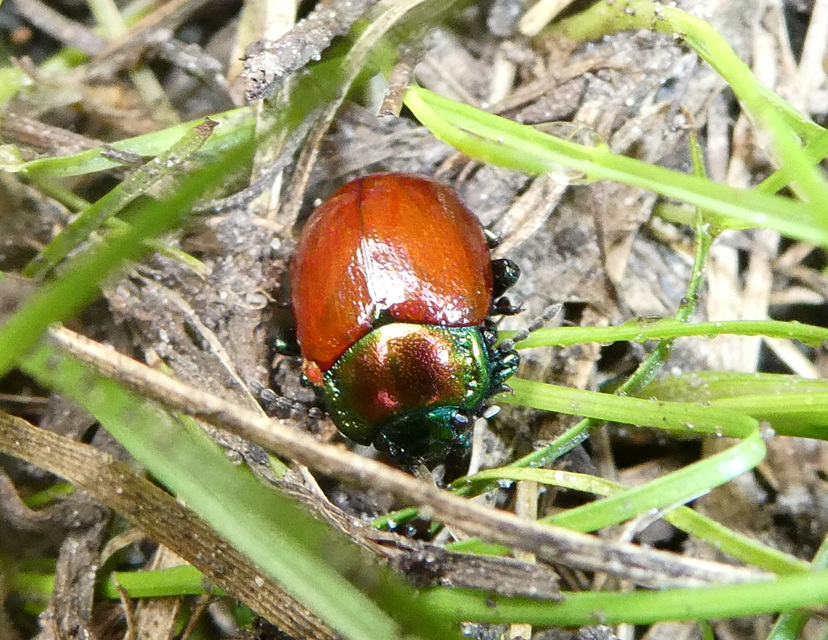 Chrysolina polita - réti mentalevelész