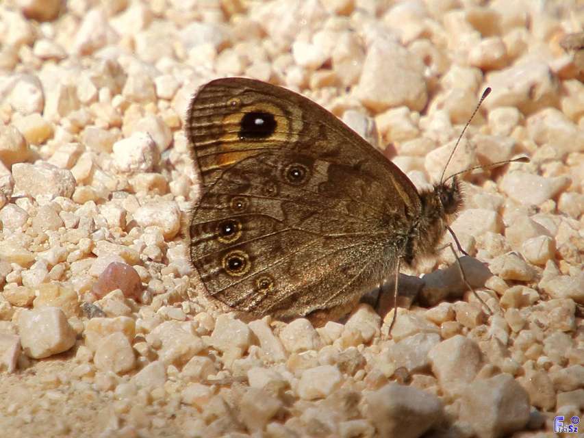 Lasiommata maera - nagyfoltú szemeslepke