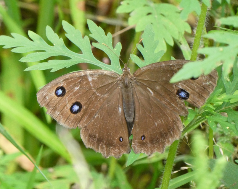 Minois dryas - fekete szemeslepke