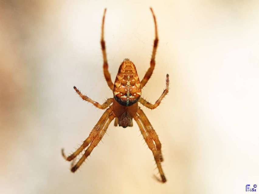 Araneus diadematus - koronás keresztespók