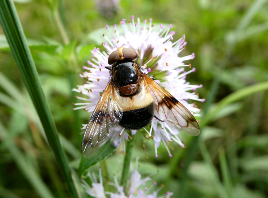 Volucella pellucens - üvegpotrohú pihelégy