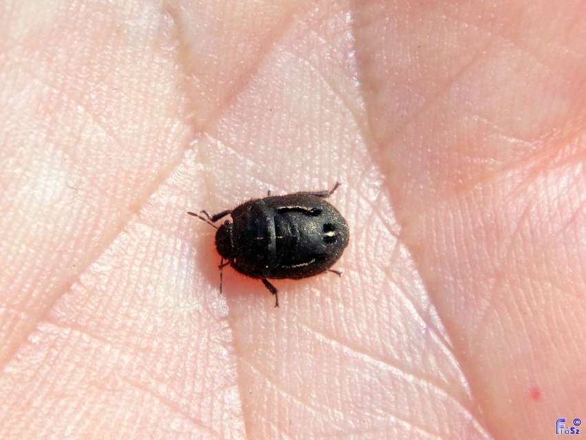 Odontoscelis Odontoscelis