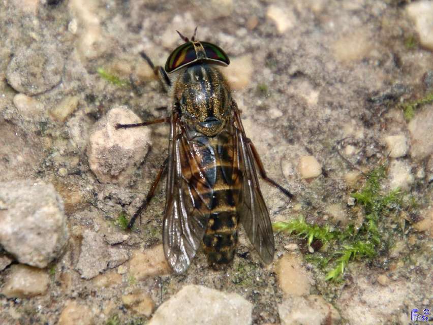 Tabanus glaucopis - lilaszemű bögöly