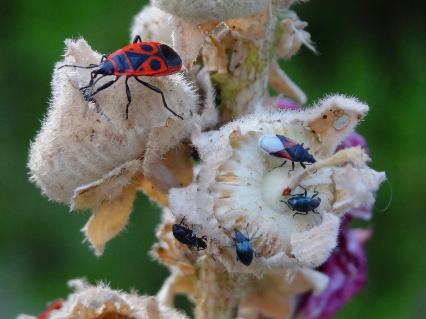 Oxycarenus lavaterae - hársbodobács