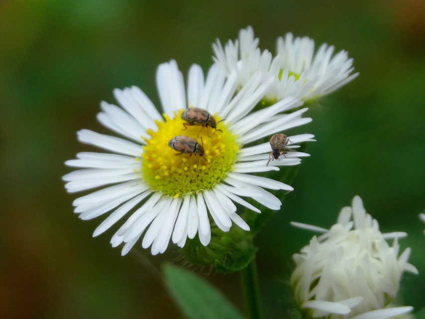 Acanthoscelides pallidipennis - gyalogakác-zsizsik