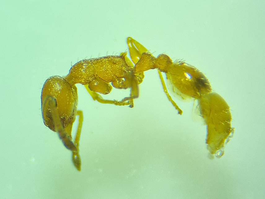 Temnothorax unifasciatus - gyűrűs kéreghangya