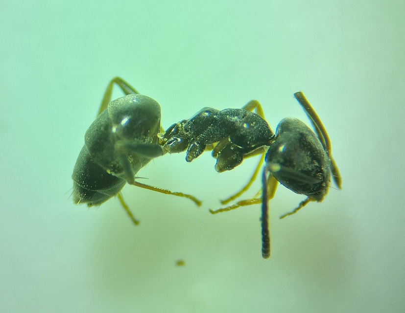 Tapinoma erraticum - kóborhangya