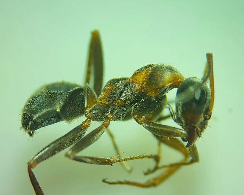 Formica cunicularia - gyakori rabszolgahangya