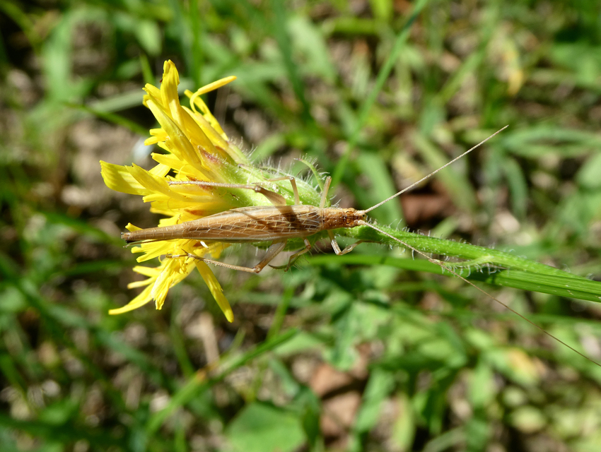 Oecanthus pellucens - pirregőtücsök