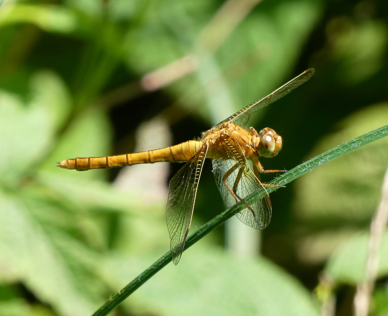 Orthetrum coerulescens - karcsú pásztorszitakötő
