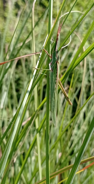 Acrida ungarica - sisakos sáska