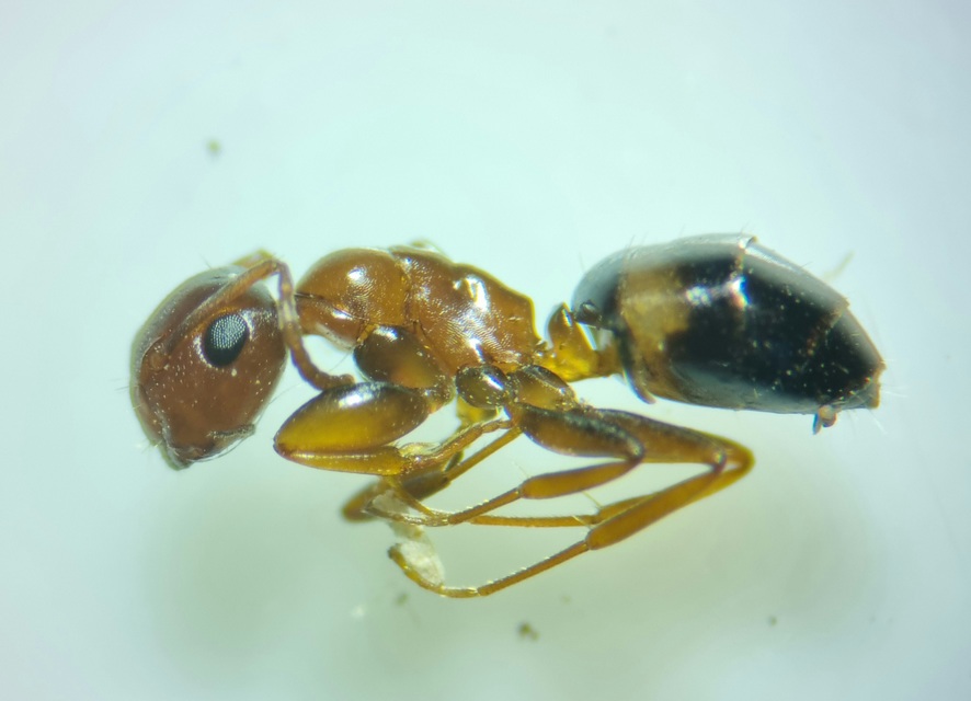 Colobopsis truncata - kapushangya