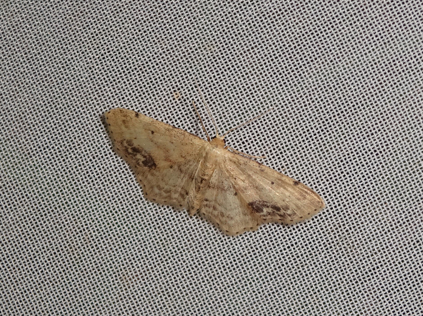 Idaea dimidiata - gyakori apróaraszoló