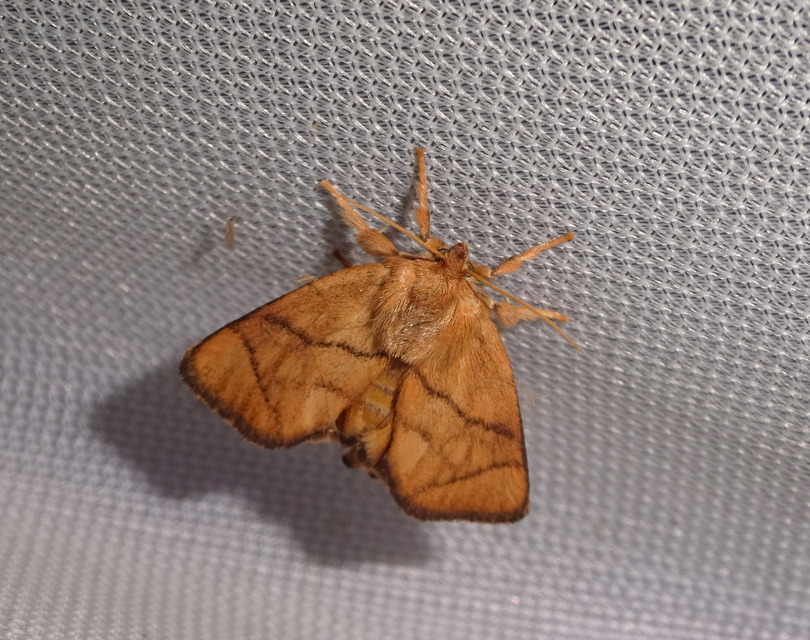 Apoda limacodes - kagylólepke