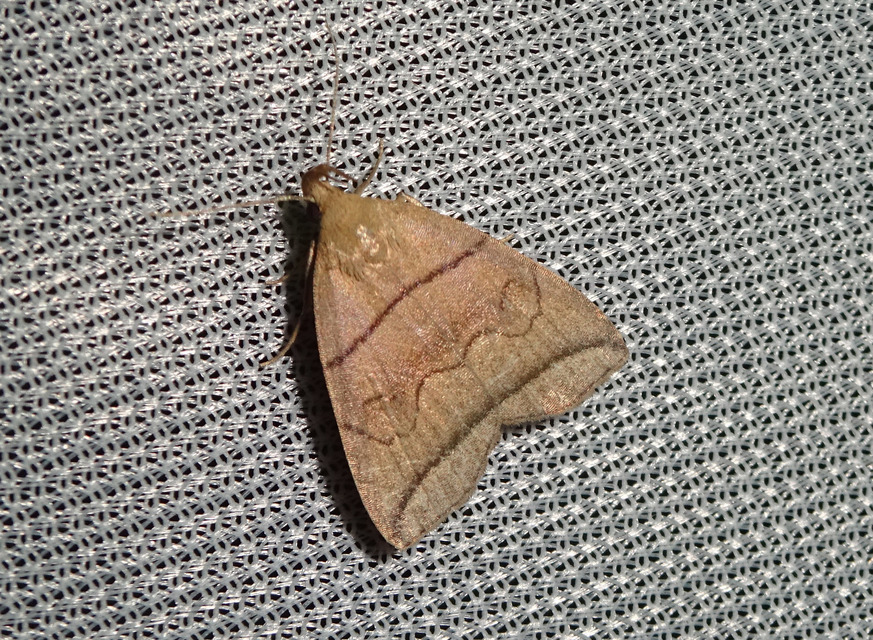 Herminia grisealis - ligeti karcsúbagoly
