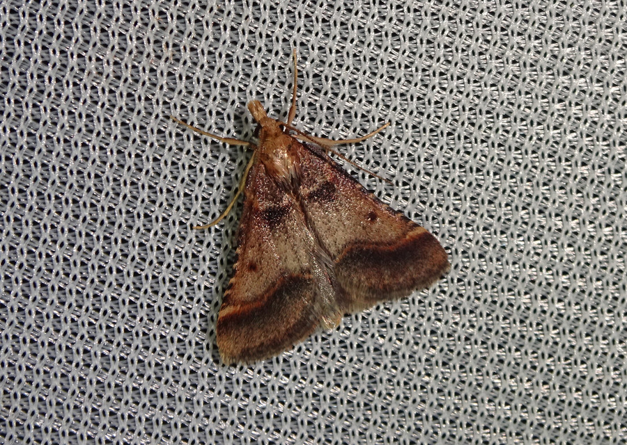 Stemmatophora brunnealis - barna fényilonca
