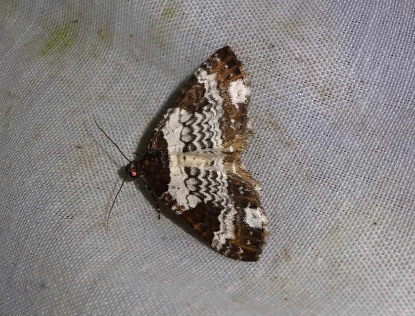 Melanthia procellata - hullámos tarkaaraszoló