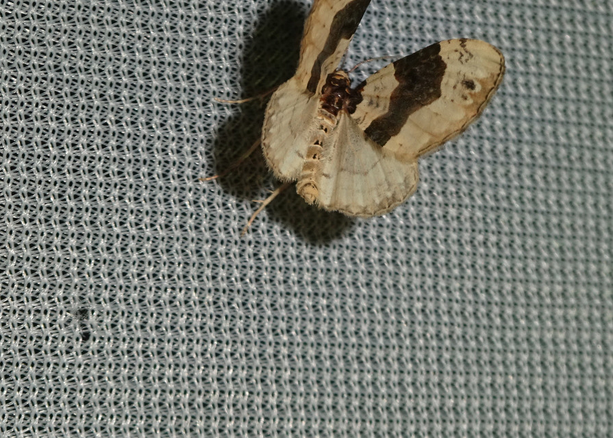 Cosmorhoe ocellata - szemes galajaraszoló