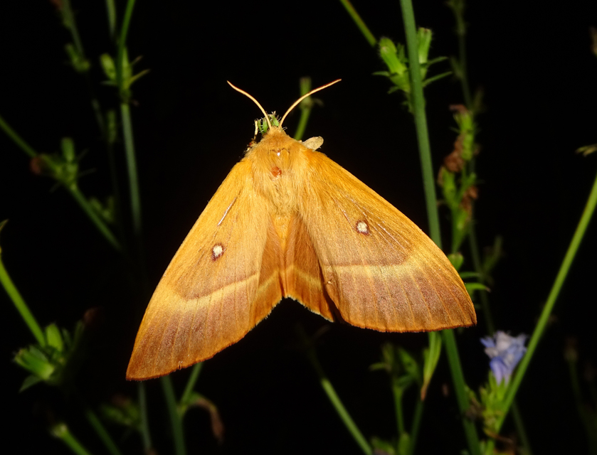 Lasiocampa quercus - tölgyfaszövő