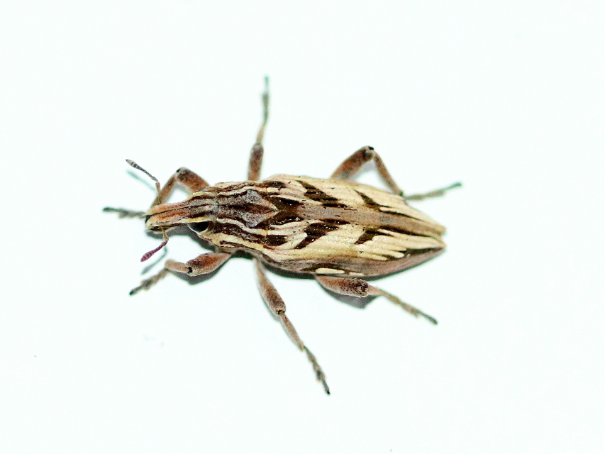 Coniocleonus nigrosuturatus - nyíljegyes barkó