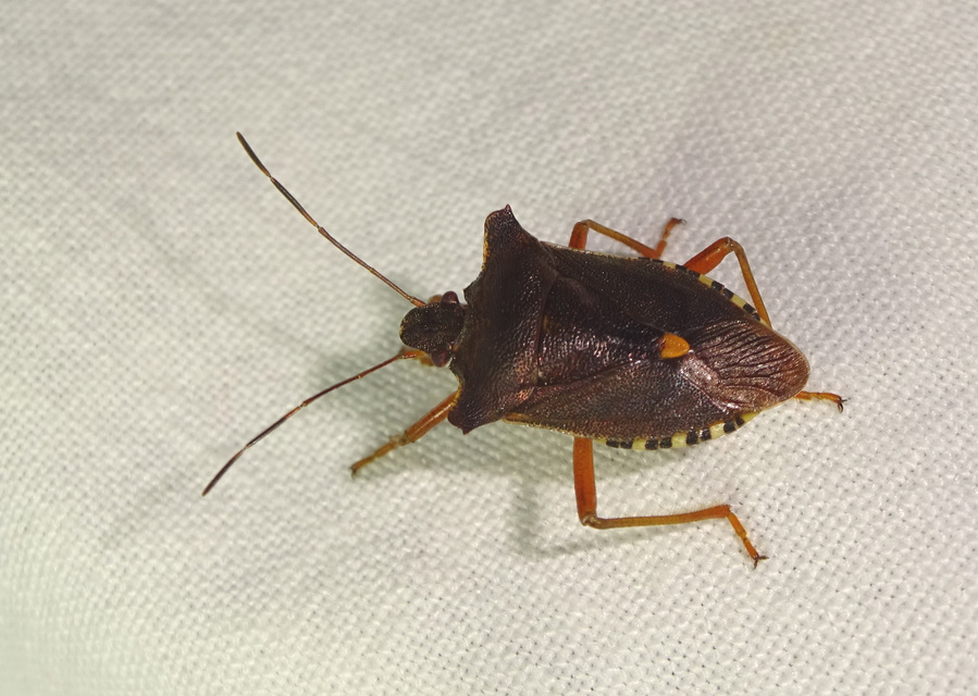 Pentatoma rufipes - vöröslábú címerespoloska Pentatoma rufipes - vöröslábú címerespoloska