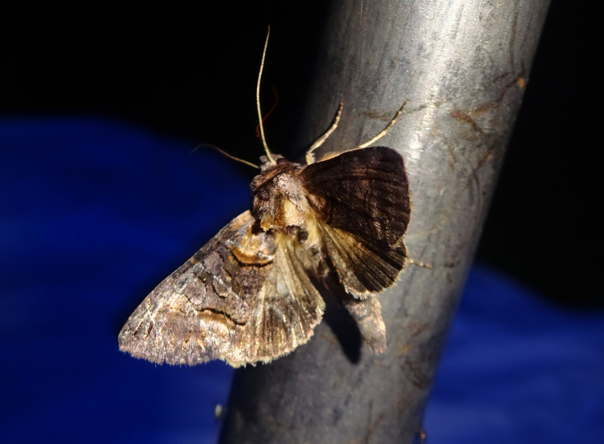 Abrostola asclepiadis - barnaövű csalánbagoly