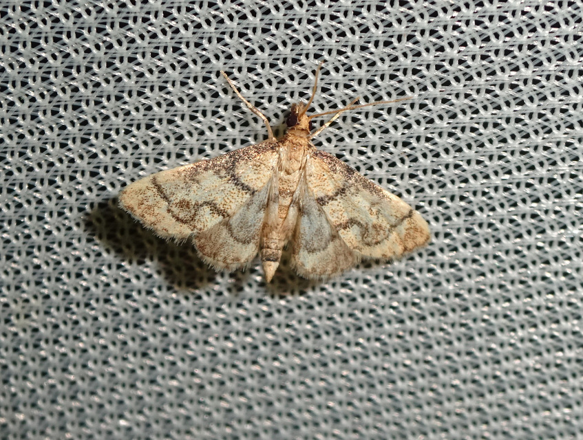 Metasia ophialis - kígyósávos tűzmoly