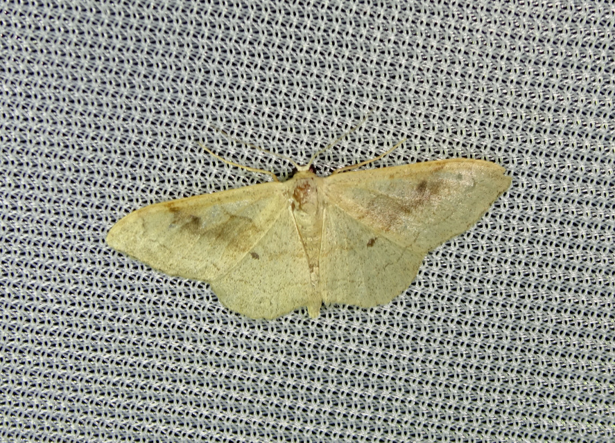 Idaea rubraria - vörössávos araszoló