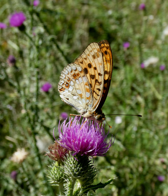 Argynnis adippe - ezüstös gyöngyházlepke