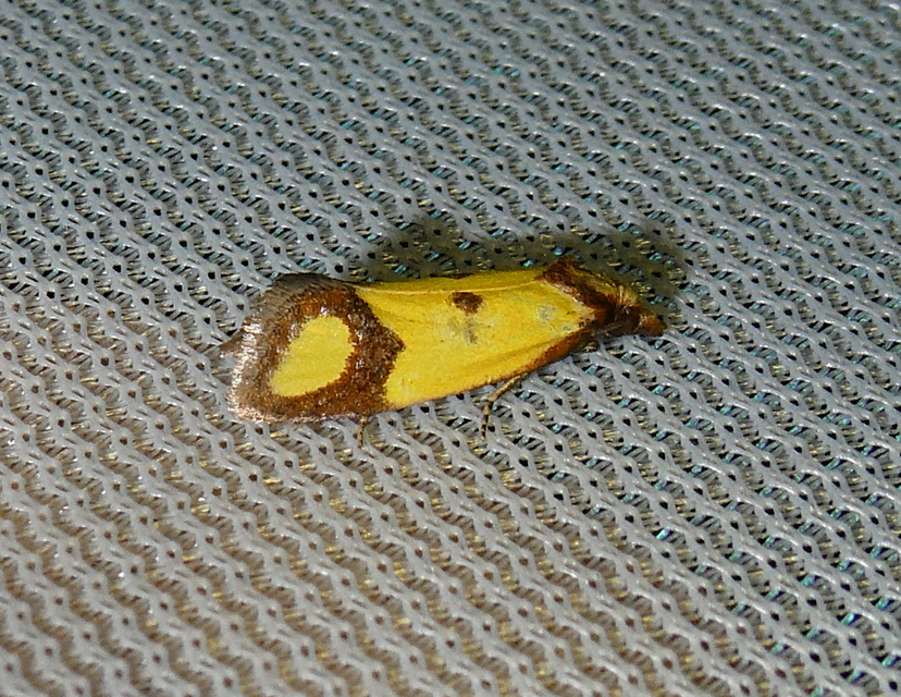 Agapeta zoegana - barnacsíkos sárgamoly
