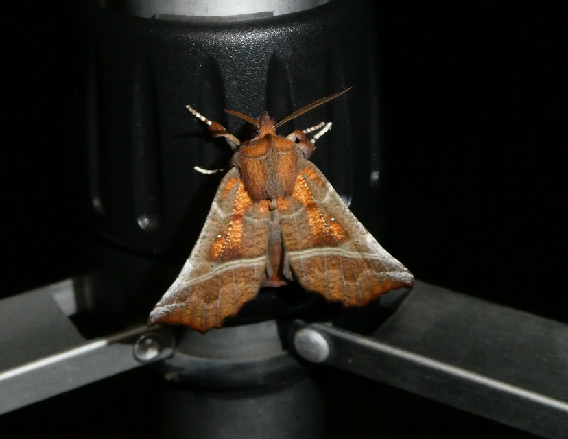 Scoliopteryx libatrix - vörös csipkésbagoly
