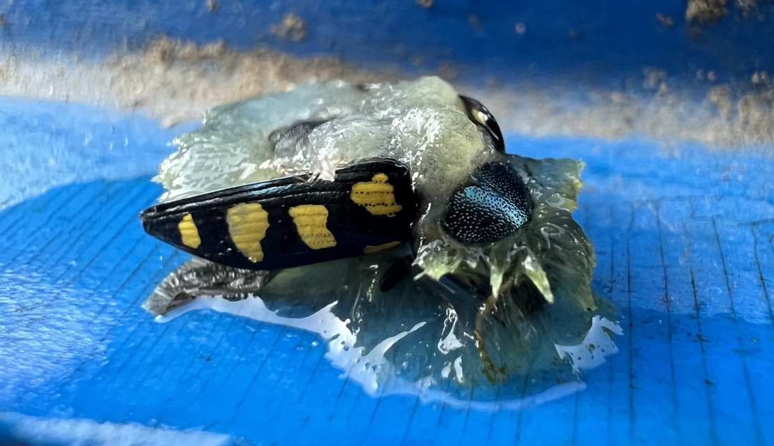 Buprestis octoguttata - nyolcfoltos díszbogár