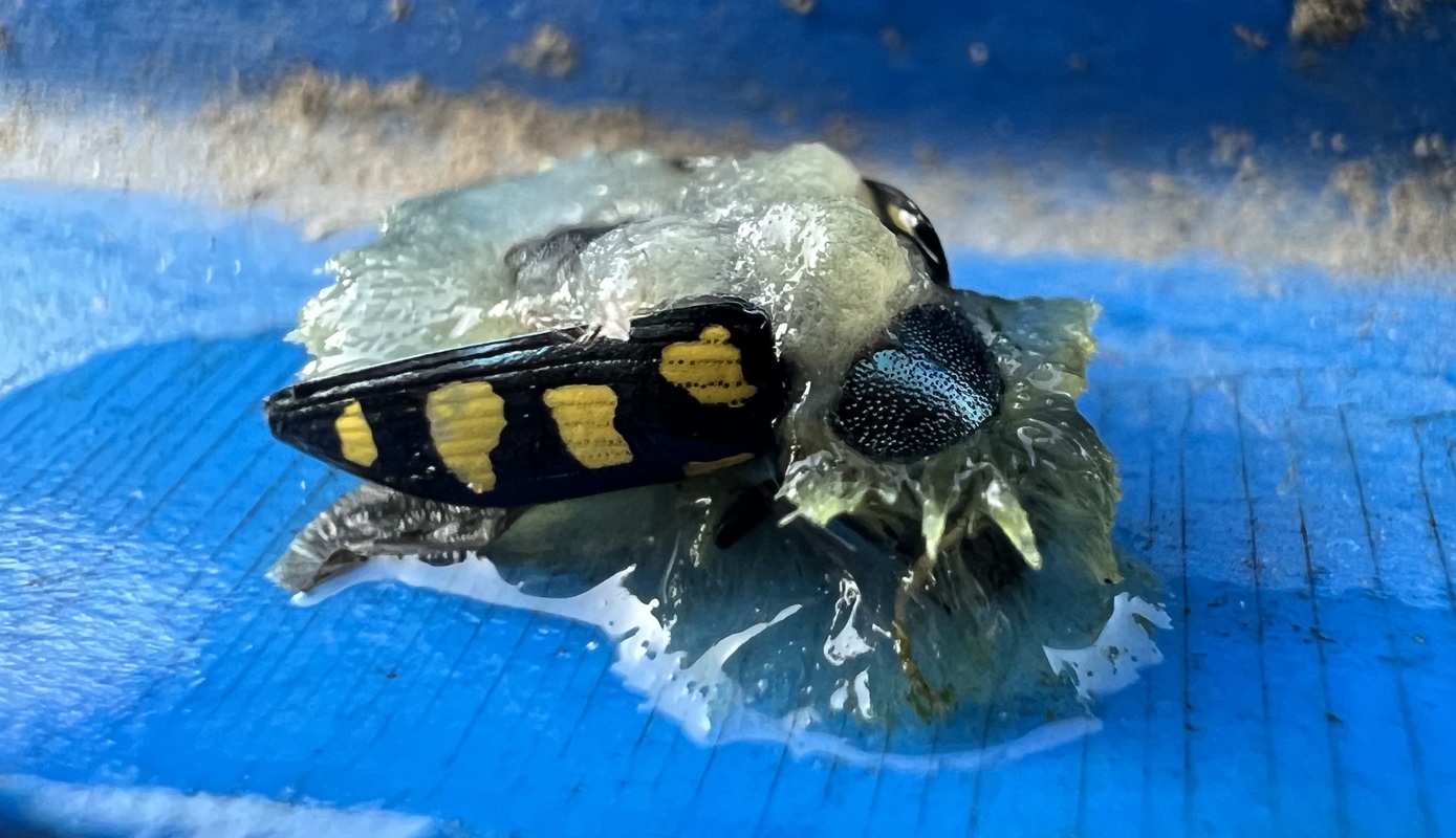 Buprestis octoguttata - nyolcfoltos díszbogár