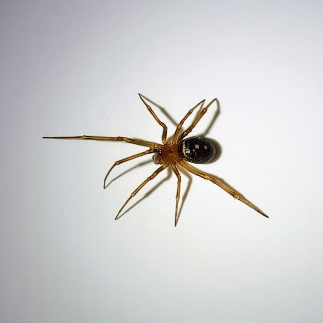 Araneae - Pókok