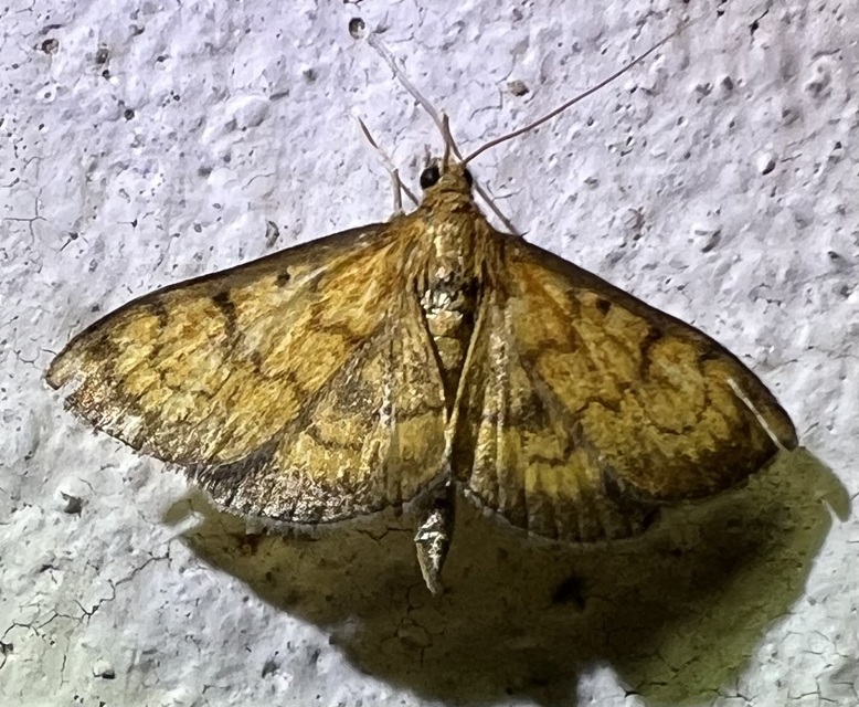 Ecpyrrhorrhoe rubiginalis - rozsdavörös tűzmoly