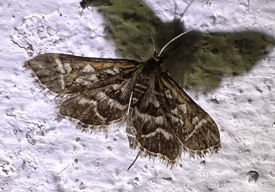 Diasemia reticularis - betűmintás tűzmoly