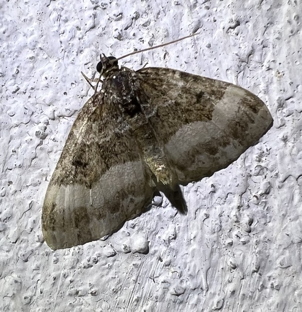 Euphyia unangulata - fogassávú tarkaaraszoló