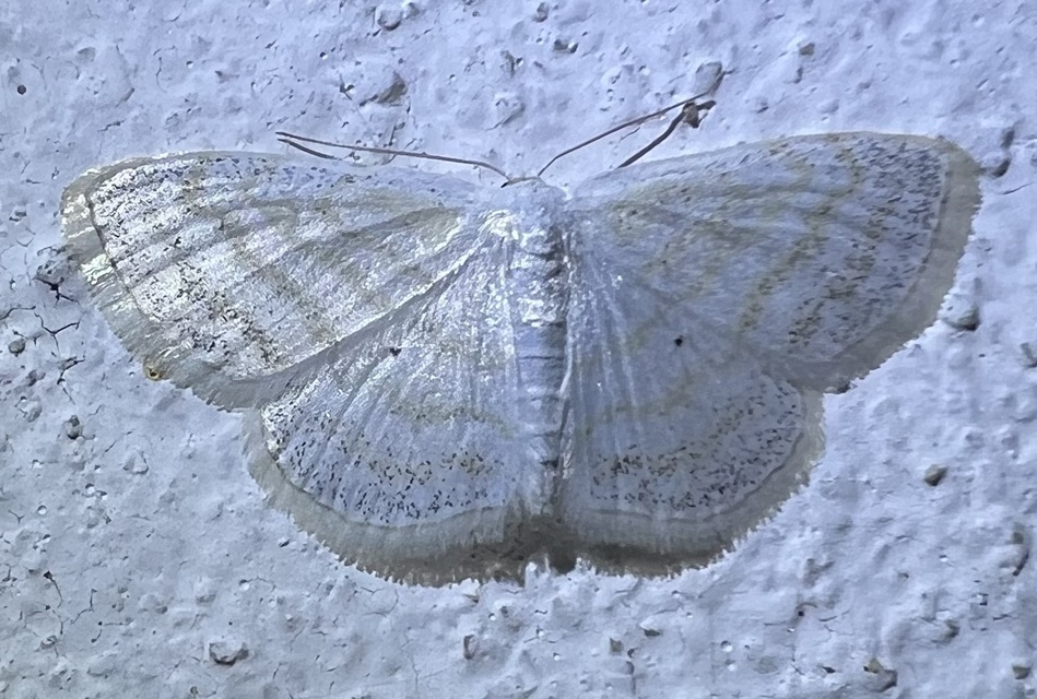 Scopula caricaria - mocsári fehéraraszoló