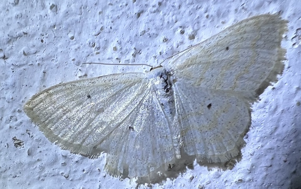 Scopula immutata - réti fehéraraszoló