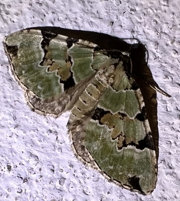 Colostygia pectinataria - zöld levélaraszoló