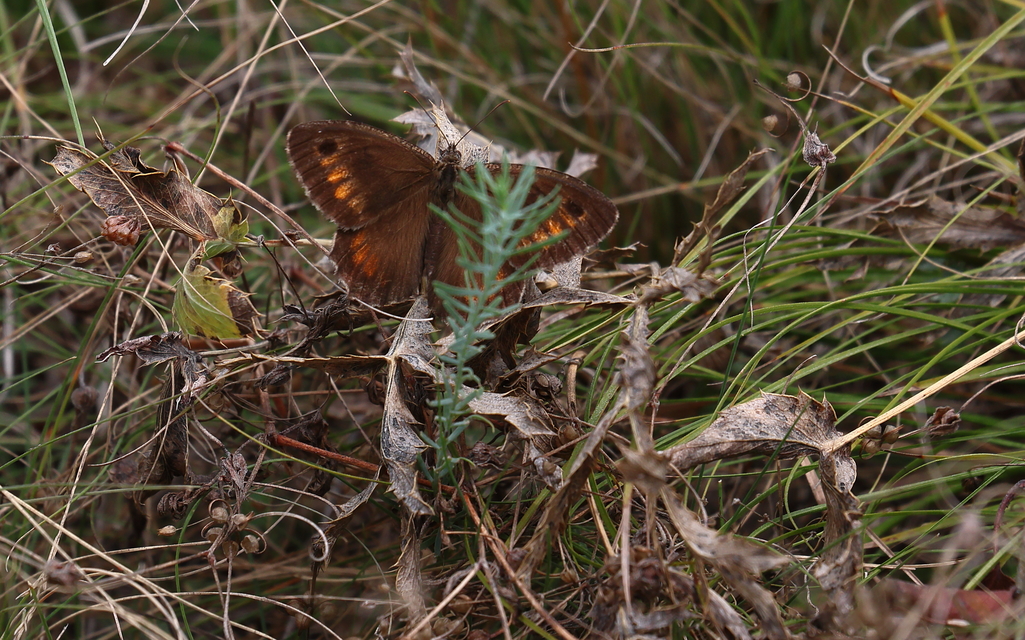 Arethusana arethusa - közönséges szemeslepke